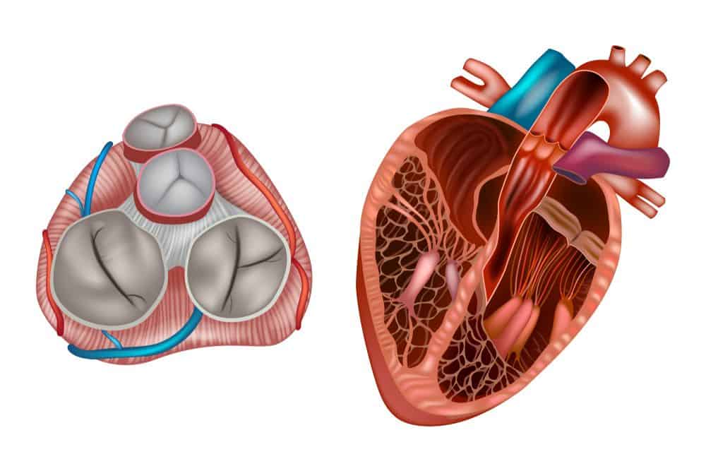 hẹp động mạch phổi là gì?
