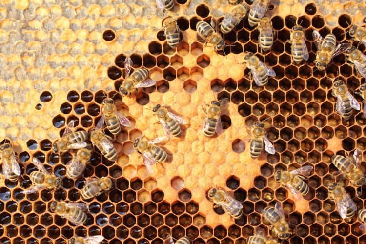sữa ong chúa có tác dụng gì: tăng miễn dịch