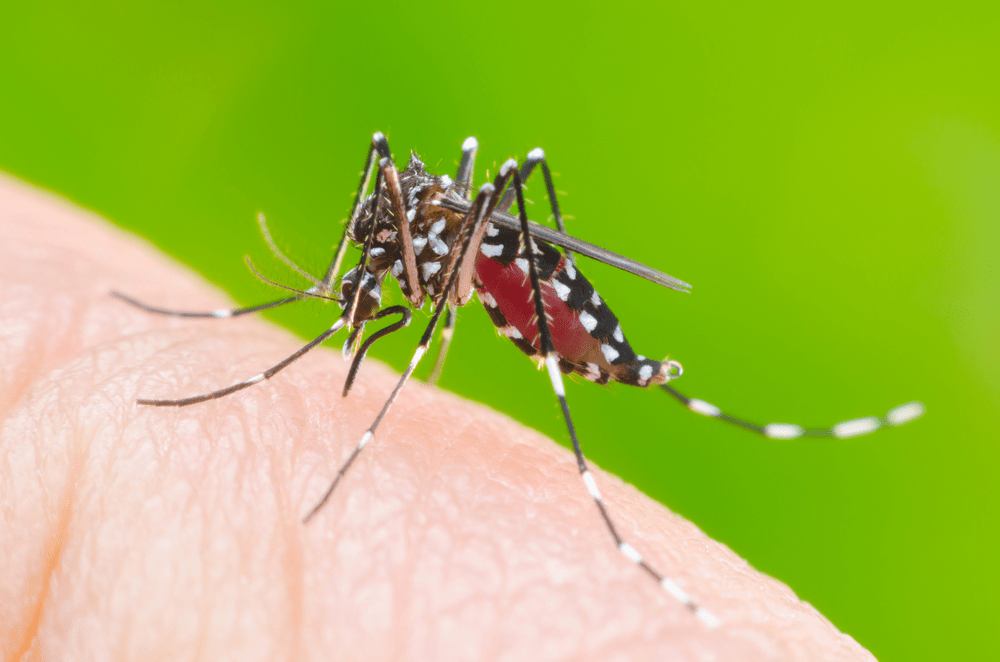 muỗi truyền bệnh sốt xuất huyết có tên là gì