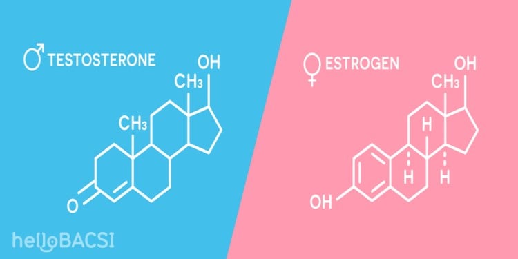 Hormone estrogen và testosterone 