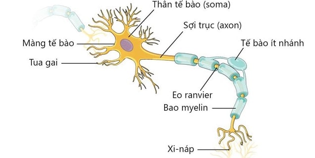 Cấu tạo tế bào trong hệ thống dây thần kinh