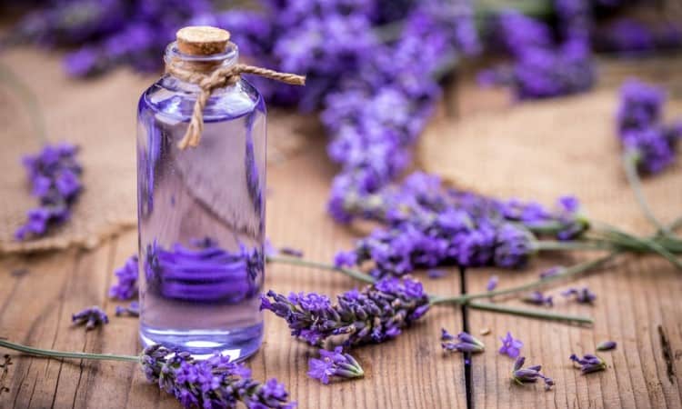 Tinh dầu hoa oải hương (lavender)