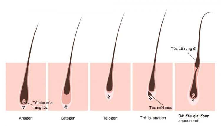 các giai đoạn phát triển của tóc