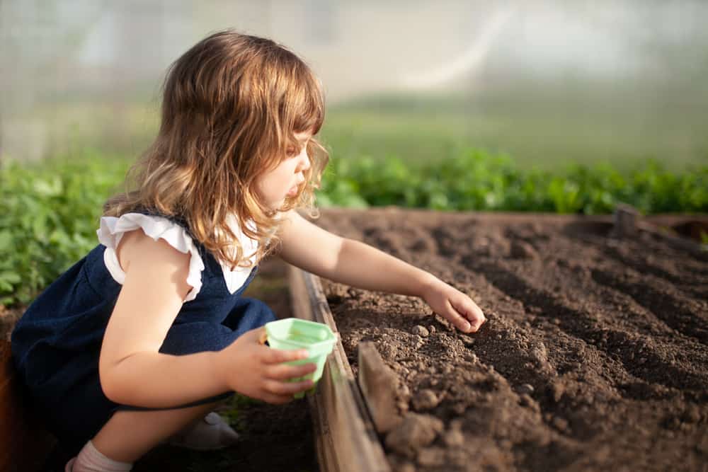 trẻ thực hành trồng cây khi bố mẹ làm việc ở nhà