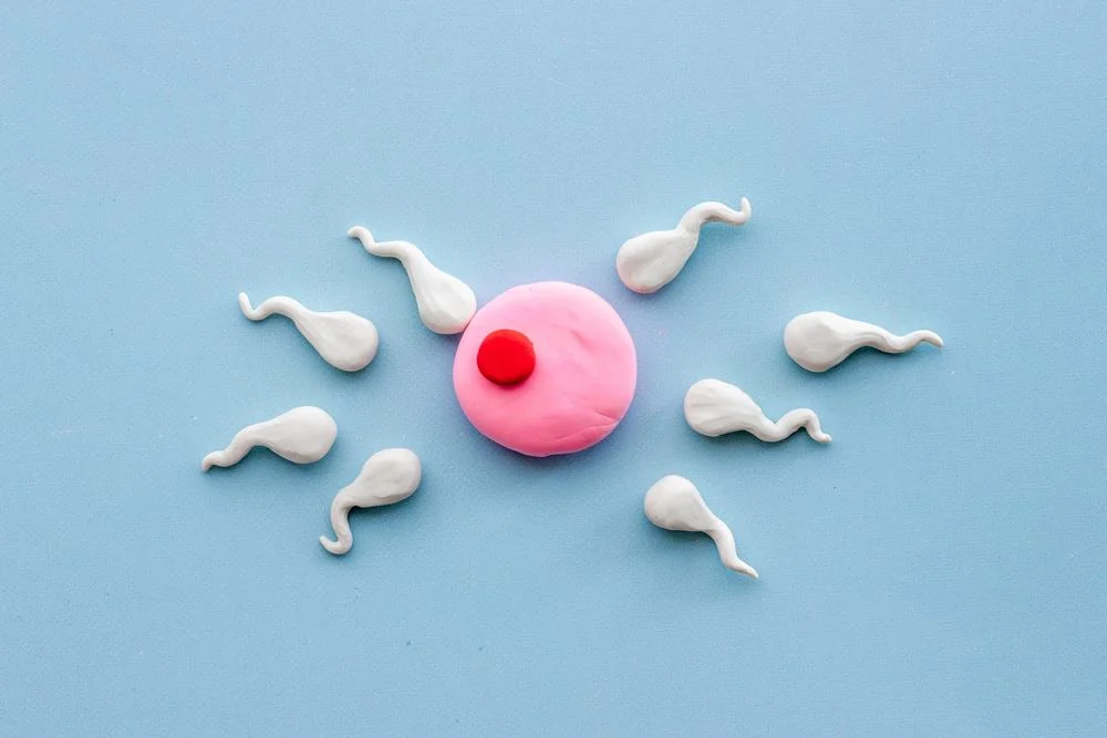 Thời gian sản xuất ra tinh trùng ảnh hưởng đến cơ hội thụ thai ra sao?